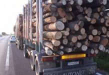 Transportatorii de lemne, prinși cu o încărcătură mai mare față de cea din acte! Dosar penal pentru fals în înscrisuri