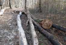 20 de lemne, sustrase din Pădurea Urechești! Fapta, cu autor necunoscut, nesoluționată de patru ani, pădurarul liber