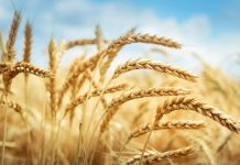 Agricultura pe înțelesul tuturor – Înființarea culturilor de toamnă