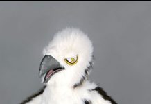 Handbaliștii de la UCB și-au ales mascota