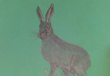 Povești din pădure – Urechi lungi