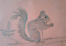 Povești din pădure: Victorița veverița