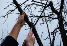 Agricultura pe înțelesul tuturor – Lucrări agricole în repausul vegetativ