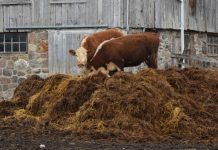 Agricultura pe înțelesul tuturor – Gunoiul de grajd – o comoară a fermierilor