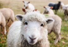 APIA efectuează plata ajutorului de stat în sectorul creșterii animalelor