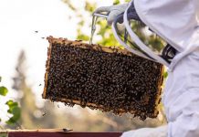 APIA efectuează plata ajutorului de minimis pentru sectorul apicol