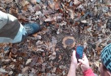 Mafia lemnului, reclamată la Bumbești-Pițic și Prigoria! 15 cetățeni din Cârligei și din Zorlești, prejudiciați cu sute de metri cubi de lemne