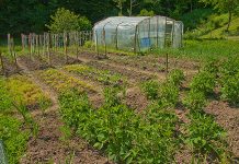 Agricultura pe înțelesul tuturor – Să ne protejăm ecologic grădina