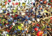 Drumuri gorjene – „Chimicale” de pădure