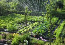 Agricultura pe înțelesul tuturor – Să ne protejăm ecologic grădina