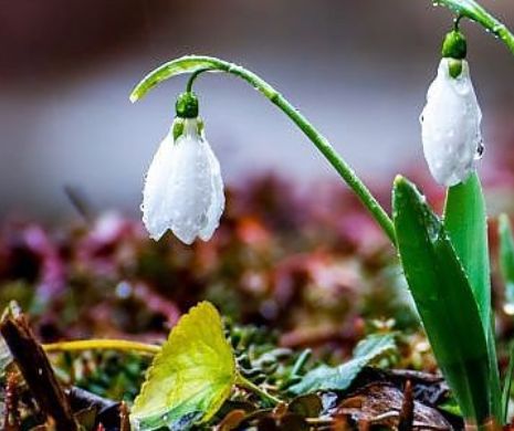 Weekend cu temperaturi de 20 de grade Celsius