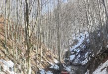 Fapte antisociale: Traversau cu mașinile, pline cu lemne, albiile Șușiței și Sohodolului