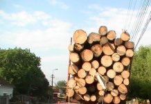 Prins cu camionul plin de lemne! 10,.000 de lei amendă pentru transport ilegal