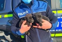 Un bărbat din Telești a aruncat doi pui de câine, neînțărcați. Acum e cercetat de polițiști