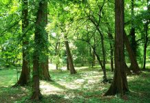 ,,Oltenia eterna Terra Nova’’ – În umbra lui Iovan Iorgovan – (2)