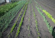 Agricultura pe înțelesul tuturor – Organizarea grădinii de legume