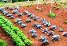 Agricultura pe înțelesul tuturor – Recolte multiple de legume prin asocierea culturilor