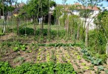 Agricultura pe înțelesul tuturor – Perioada de vegetaţie, recoltare și producția potențială a legumelor în grădina familială