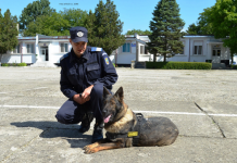 Frumoasa Oloba, camaradul patruped al jandarmilor gorjeni, a ieșit la pensie