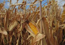 Agricultura pe înțelesul tuturor – Alegerea corectă a hibrizilor de porumb