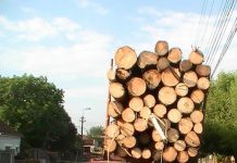 Infracțiuni silvice, descoperite de polițiștii din județ