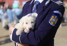 FOTO/VIDEO| Târg de adopții! Trei cățeluși și-au găsit câte o familie