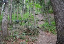 A tăiat doi frasini din pădurea vecinului. Pedeapsa primită de un pensionar