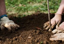 Agricultura pe înțelesul tuturor – Plantarea corectă a pomilor fructiferi