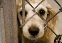 Amenzi mari și pedeapsă cu închisoarea pentru maltratarea sau omorârea animalelor! – Proiect votat
