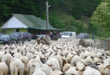 Repere – Transhumanţa