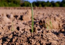 Agricultura pe înțelesul tuturor – Să ne purtăm prietenos cu natura, dar să ne protejăm și culturile