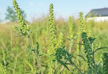 Târgu Jiu: Acțiune de erbicidare a ambroziei