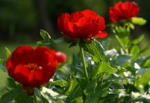 Strâng semnături pentru ca bujorul să fie declarat Floare Națională