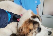 Gorj: Câini și pisici sterilizați gratuit