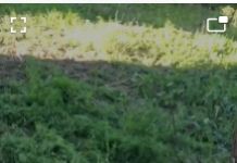 VIDEO,Telești: Salvare neobișnnuită! Un căprior, speriat dar și curios, a fost eliberat în mediul său