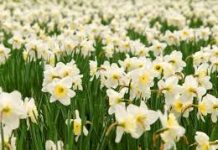 Primarul Romanescu invită, duminică, târgujienii în Poiana Narciselor