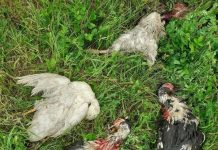 Dezastru în Căpreni! 26 de păsări omorâte de câinii din Bulbuceni