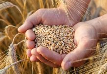 ANSVSA a deschis o nouă piața pentru export grâu în Indonezia