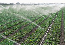 Agricultura pe înțelesul tuturor – Protecția fitosanitară a legumelor