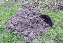 Agricultura pe înțelesul tuturor – Să nu ucidem cârtița