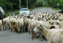 Un nou început de transhumanţă – Urcatul oilor la munte – Novaci 2022