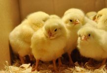 Magazin amendat cu 6.000 lei