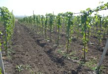 Agricultura pe înțelesul tuturor – Să înierbăm viile, pomii și arbuștii fructiferi