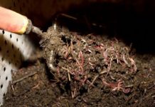 Agricultura pe înțelesul tuturor – Biohumusul de râmă