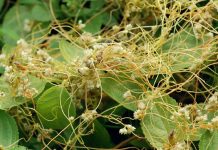 Agricultura pe înțelesul tuturor – Cuscuta – o buruiană problemă de sute de ani – (1)