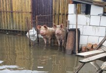 Foto: Prăpăd în cinci gospodării inundate de pe strada Mărgăritarului! Autoritățile nu îi ajută pe proprietari