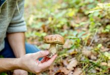 La spital, după ce a consumat ciuperci. Recomandările medicilor