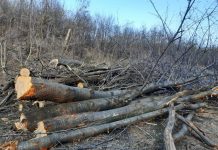 Mii de hectare de pădure din Gorj, lăsate pradă hoților de lemne