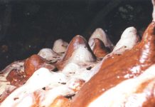 Carstul gorjean – Un veritabil sanctuar natural (II)