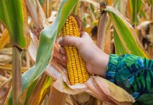 Agricultura pe înțelesul tuturor – Recoltarea corectă a porumbului
